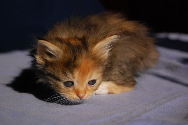 Qayasha, 8 Wochen.jpg